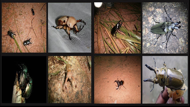 Beetles trap at night Cameron Highlands