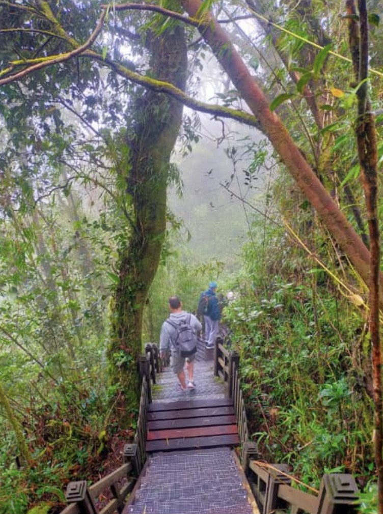 Tourists walking through misty mossy forest trail