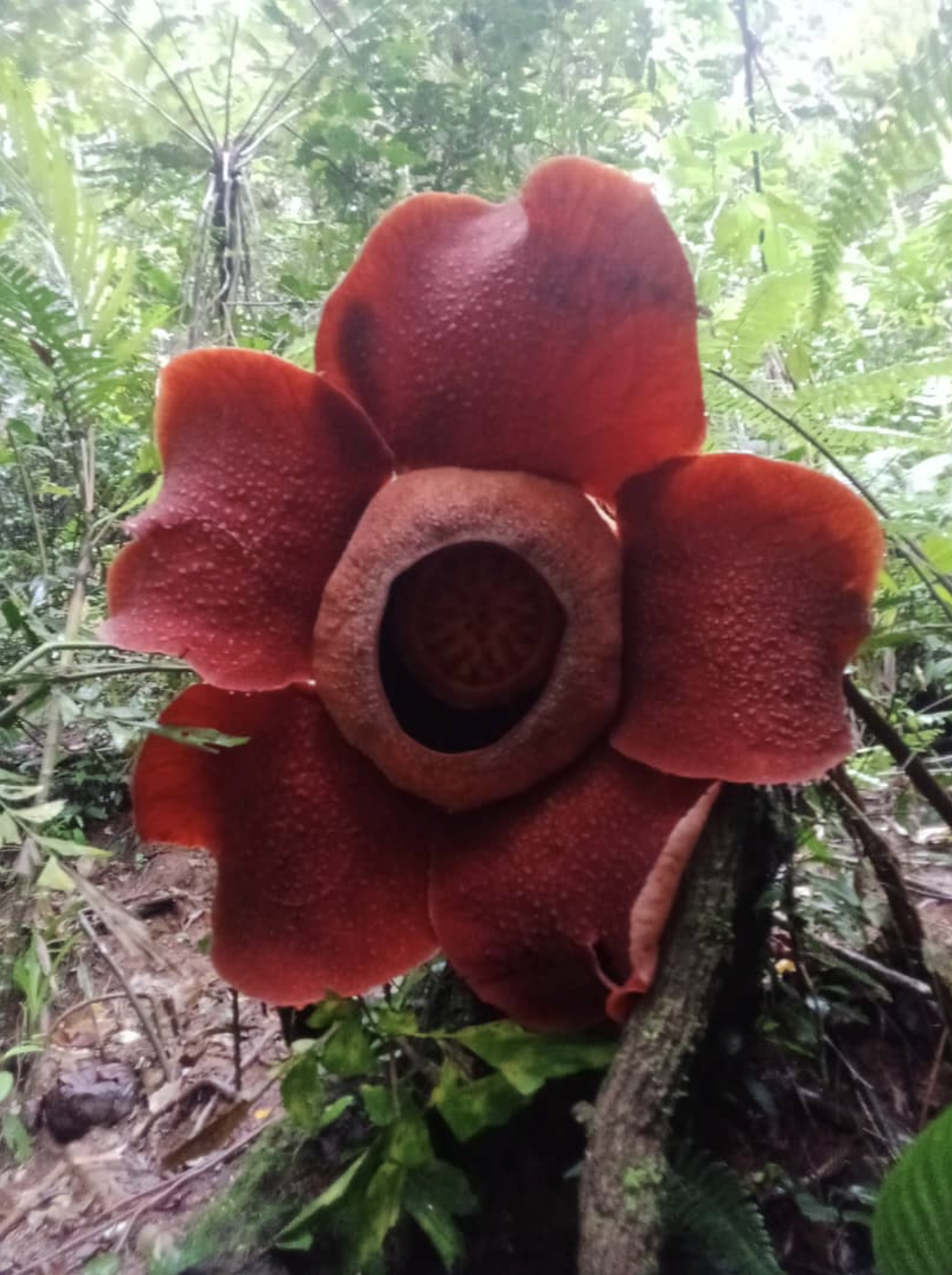 Rafflesia flower in Cameron Highlands jungle
