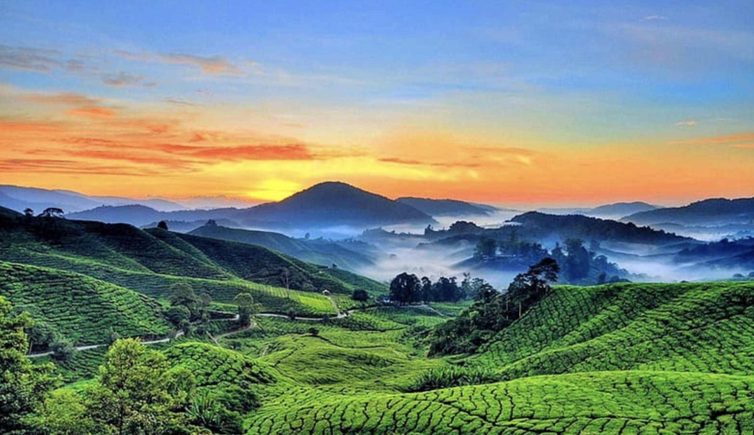 Panoramic sunrise over Cameron Highlands tea plantation